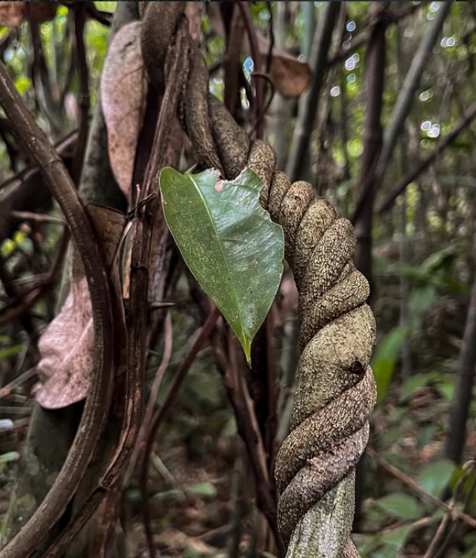 Ayahuasca Vine Jakon Rate