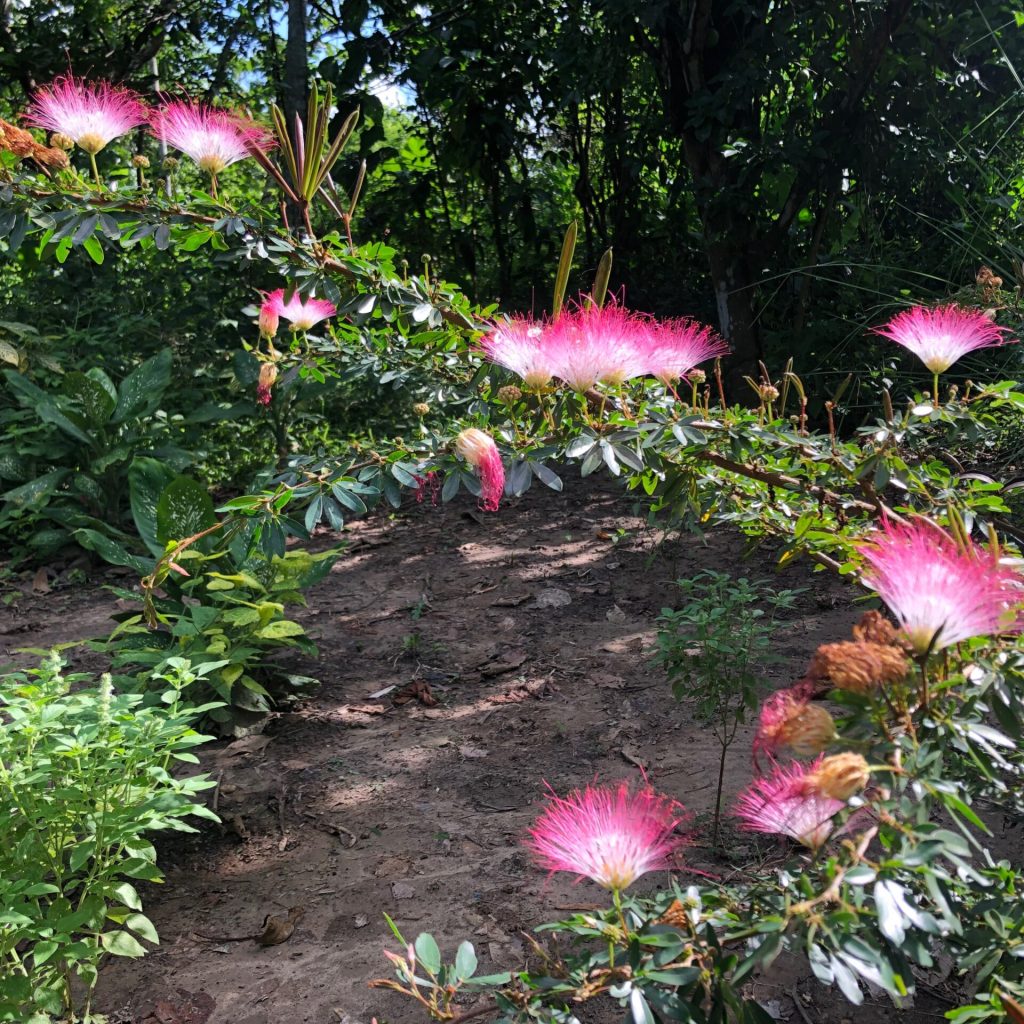 Bobinsana flowers Peru